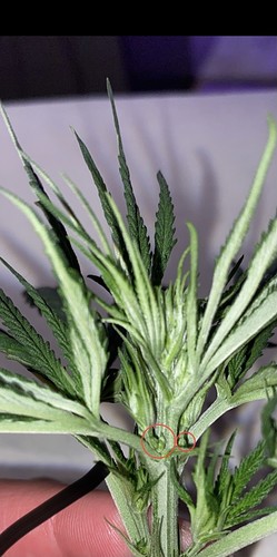Growreport Bild 1
