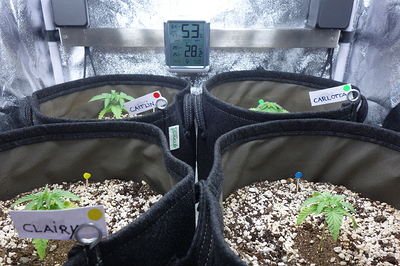 Vier junge Cannabispflanzen in Stofftöpfen, jede mit einem Namensschild versehen. Oben hängt ein Hygrometer/Thermometer, das 53% Luftfeuchtigkeit und 28.2°C anzeigt.