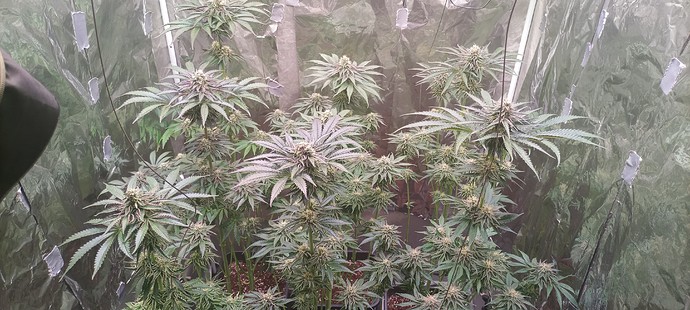 Growreport Bild 20