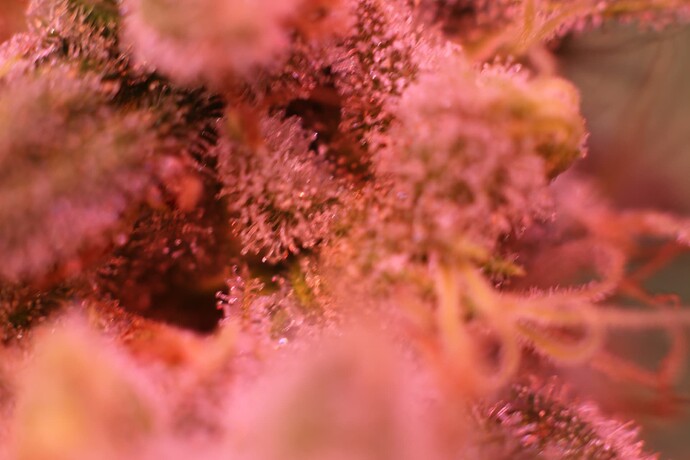 Growreport Bild 21