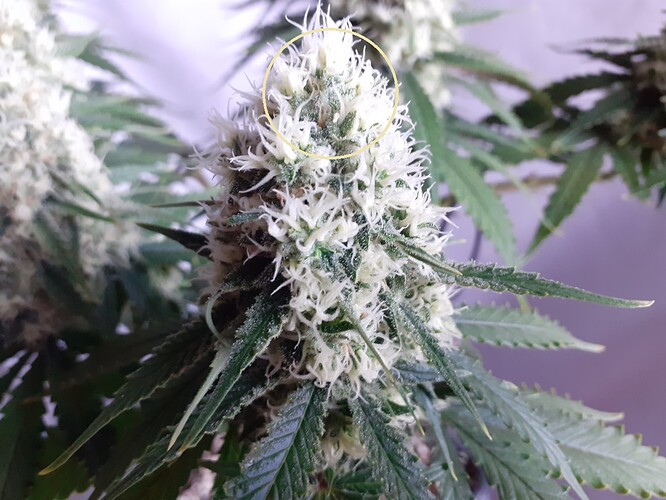 Growreport Bild 169