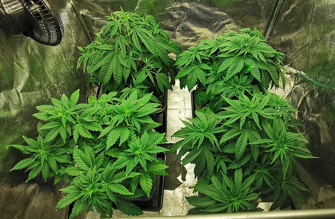 Growreport Bild 37
