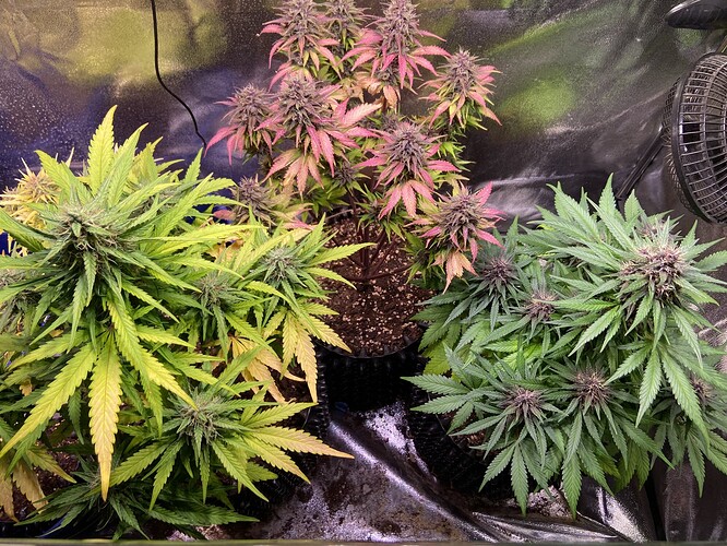 Growreport Bild 2