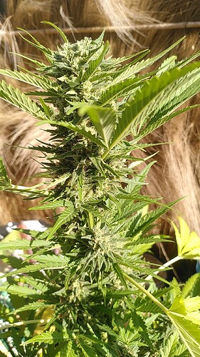 Growreport Bild 12