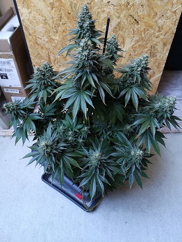 Growreport Bild 1