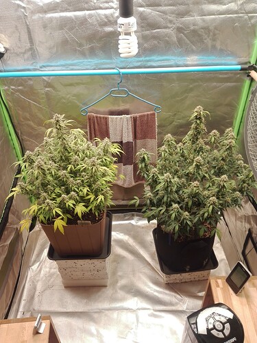 Growreport Bild 16