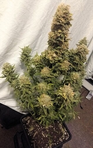 Growreport Bild 7