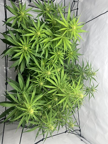 Growreport Bild 20