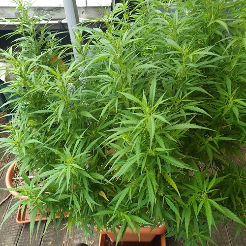 15974872478116838316014070777073