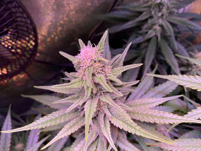 Growreport Bild 9