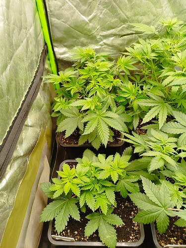 Growreport Bild 9
