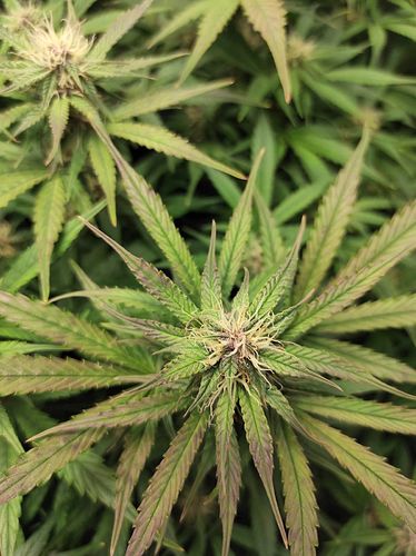 Growreport Bild 4