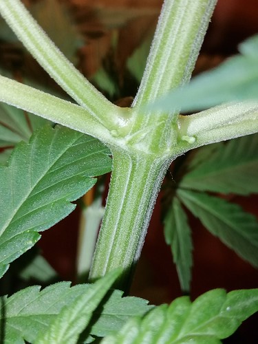 Growreport Bild 3