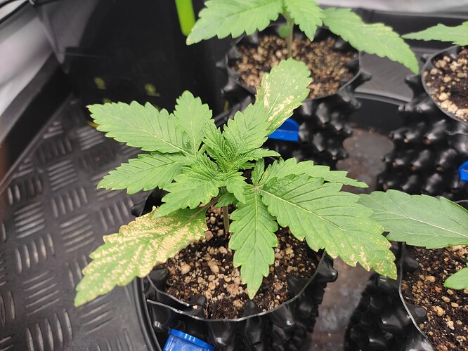 Growreport Bild 6