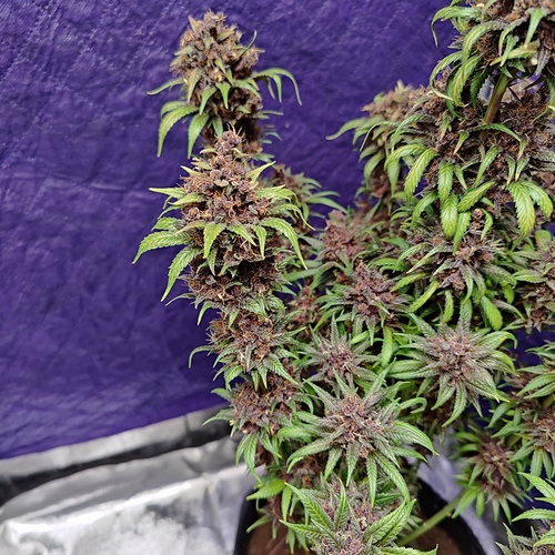 Growreport Bild 57