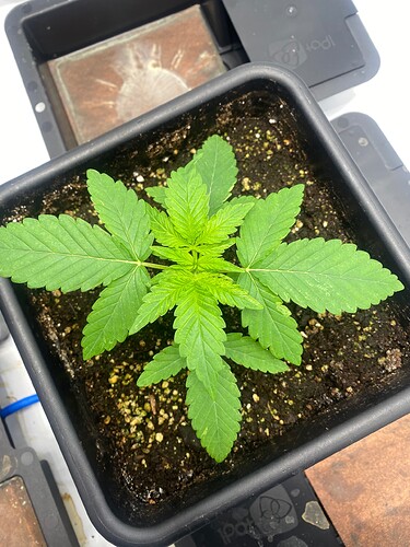 Growreport Bild 2