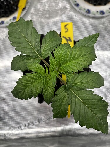 Growreport Bild 109