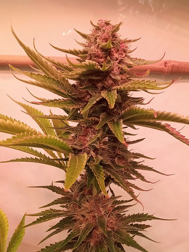 Growreport Bild 69