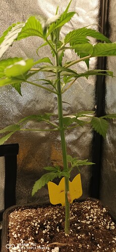 Growreport Bild 44