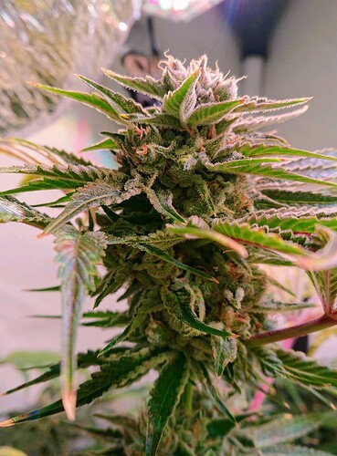Growreport Bild 4