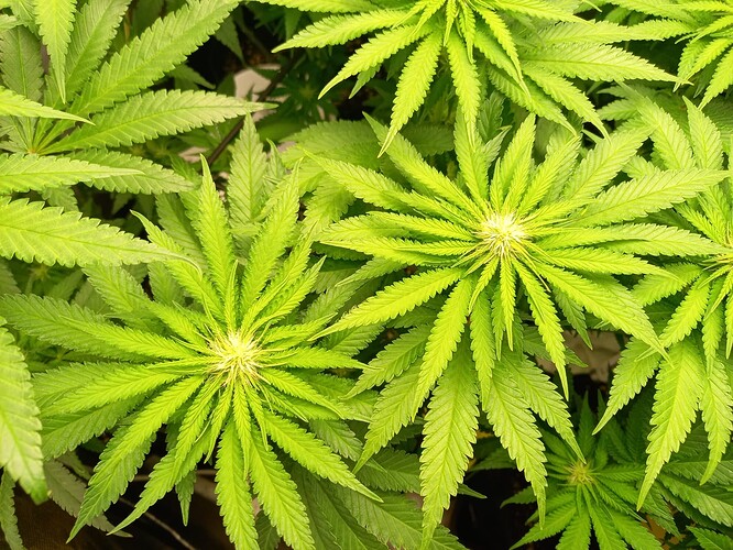 Growreport Bild 15