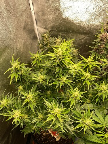 Growreport Bild 9