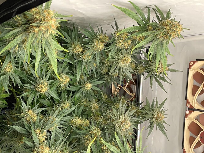 Growreport Bild 7