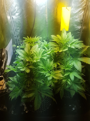 Growreport Bild 6