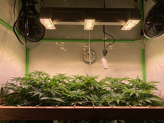 Growreport Bild 9