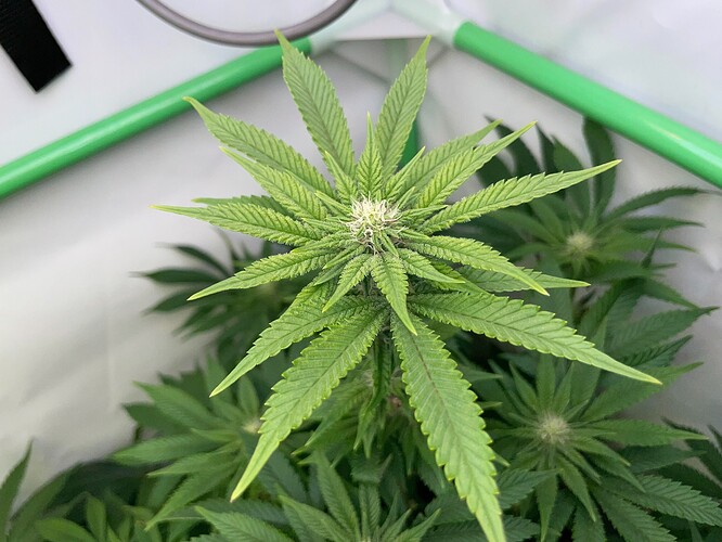 Growreport Bild 4