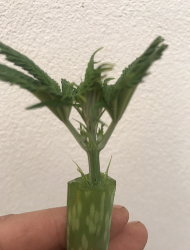 Growreport Bild 19