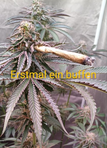 Growreport Bild 17