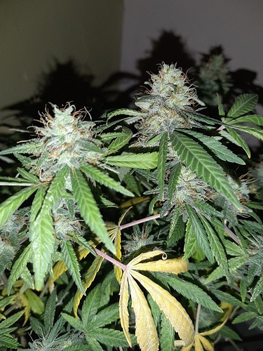 Growreport Bild 6