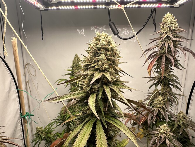 Growreport Bild 17