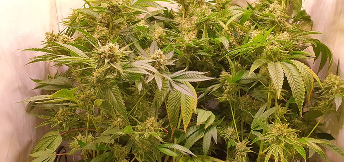Growreport Bild 4