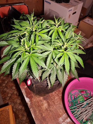 Growreport Bild 54