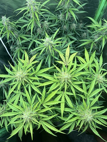 Growreport Bild 12