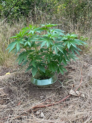 Growreport Bild 2