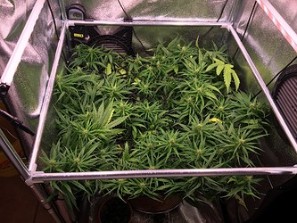 Growreport Bild 1