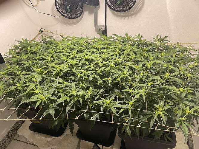 Growreport Bild 9
