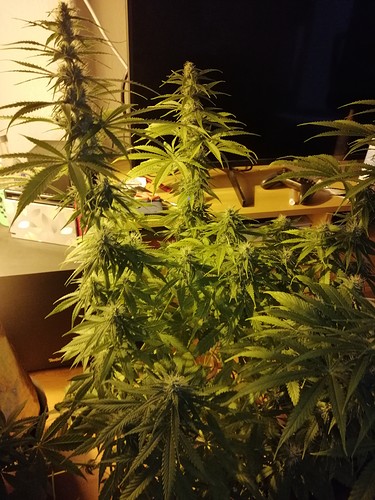 Growreport Bild 13