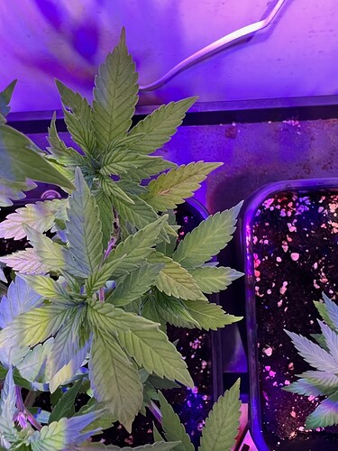 Growreport Bild 7