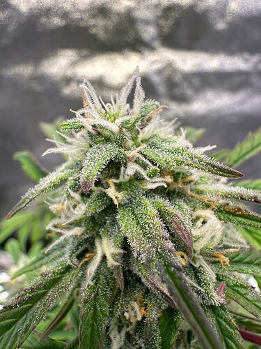 Growreport Bild 7