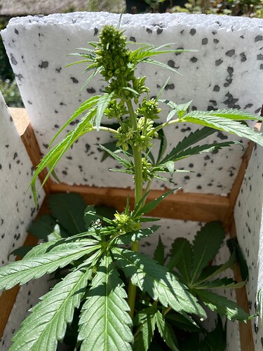 Growreport Bild 31