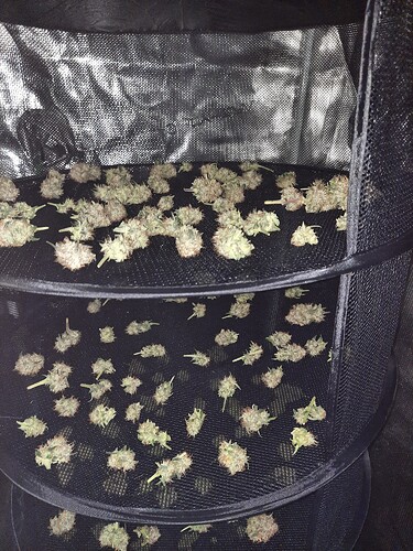 Growreport Bild 61