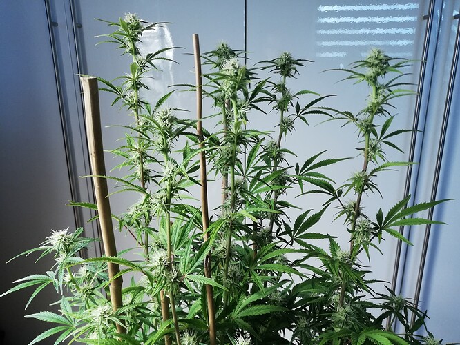 Growreport Bild 40