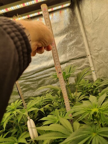 Growreport Bild 50