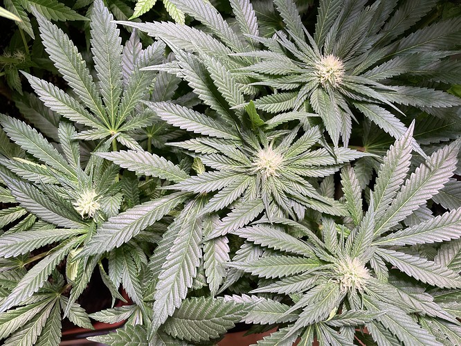 Growreport Bild 4