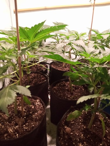 Growreport Bild 28
