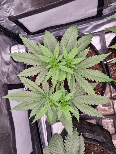 Growreport Bild 19